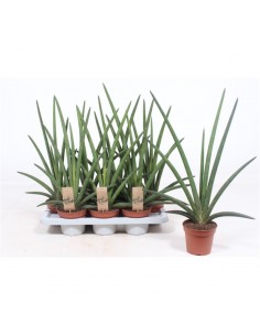 Pianta Sansevieria...