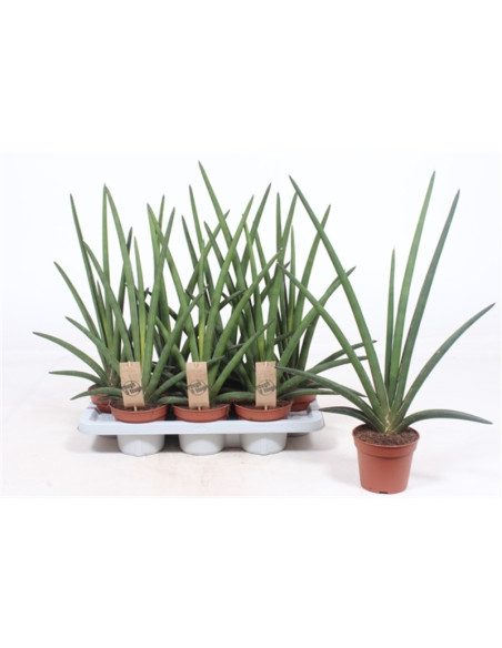 Sanseveria Plant Sale - Green Plants | Vivaio Mondo Piante