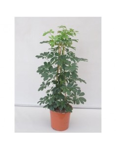 Pianta Schefflera arb....