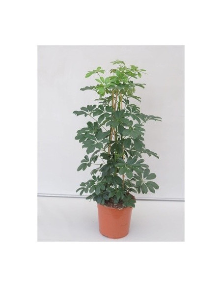 Vendita Pianta Schefflera Compacta Vaso 27cm-Piante Verdi|Mondo Piante