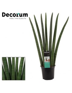 Pianta Sansevieria...