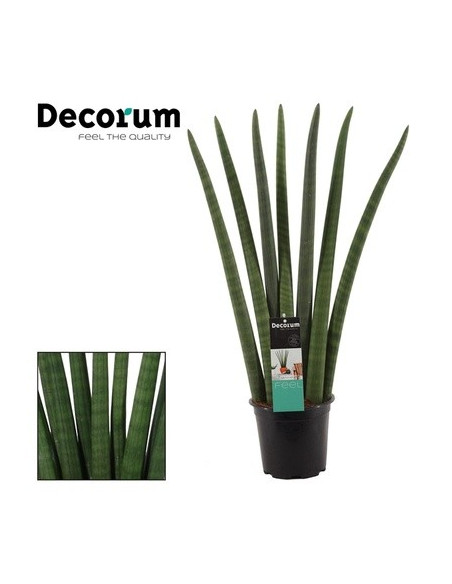 Vendita Sanseveria cylindrica Fan Decorum 17cm|Vivaio Mondo Piante