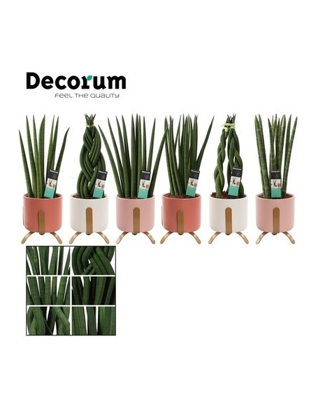 Vendita Pianta Sanseveria Luca pot-Piante Verdi|Vivaio Mondo Piante