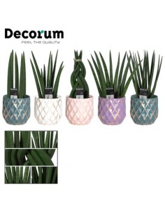 copy of Sanseveria Plant...