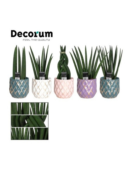 Vendita Pianta Sanseveria Veerle pot-Piante Verdi|Vivaio Mondo Piante