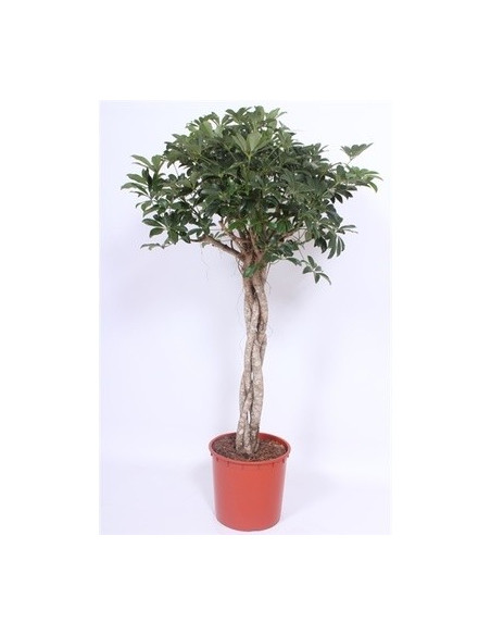 Vendita Pianta Schefflera Compacta Vaso 34cm-Piante Verdi|Mondo Piante