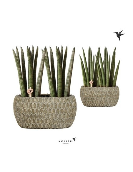 Vendita Pianta Sanseveria Marrakesh twins-Piante Verdi|Mondo Piante