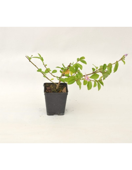 Grewia Plant for Sale - Bush Plants Online | Mondo Piante