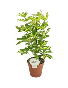 Pianta Schefflera arb....