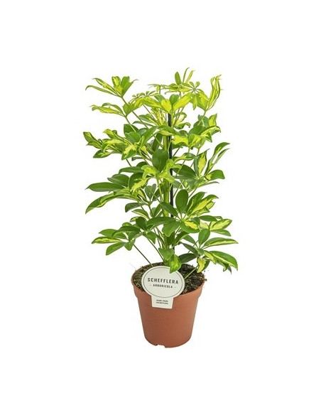 Vendita Pianta Schefflera arb. Gerda-Piante Verdi Online| Mondo Piante