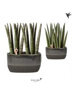 Pianta Sansevieria...