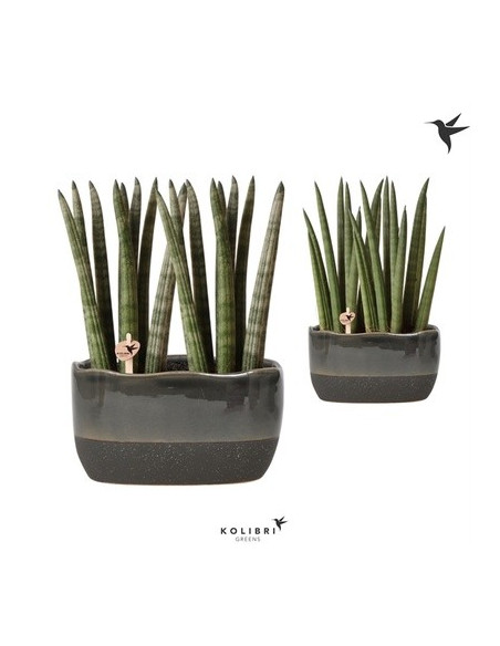 Sanseveria Plant Sale - Green Plants | Vivaio Mondo Piante