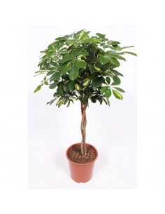 Pianta Schefflera arb. Gold...