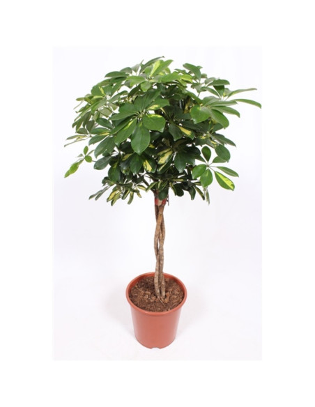 Vendita Pianta Schefflera arb. Gold-Piante Verdi Online| Mondo Piante