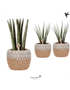 copy of Sanseveria Plant...