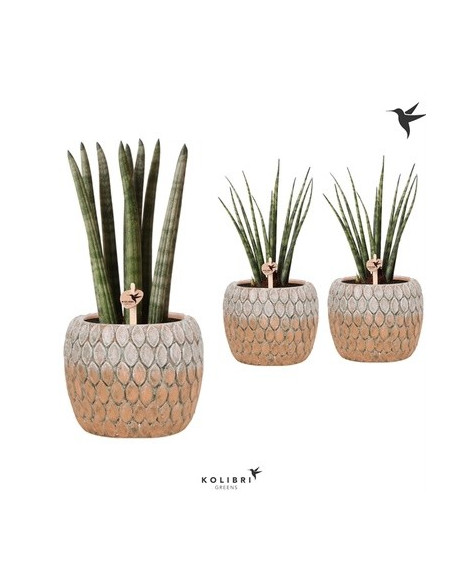 Vendita Pianta Sanseveria Marrakesh Pot-Piante Verdi|Mondo Piante