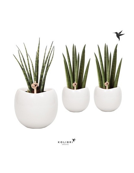 Vendita Pianta Sanseveria Bowl Pot-Piante Verdi|Vivaio Mondo Piante