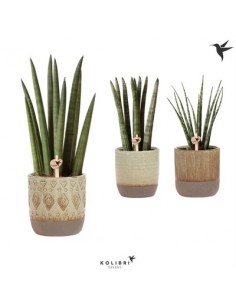 copy of Sanseveria Plant...