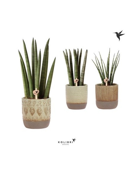Sanseveria Plant Sale - Green Plants | Vivaio Mondo Piante