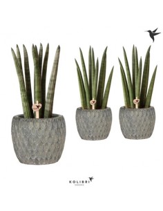 Pianta Sansevieria...