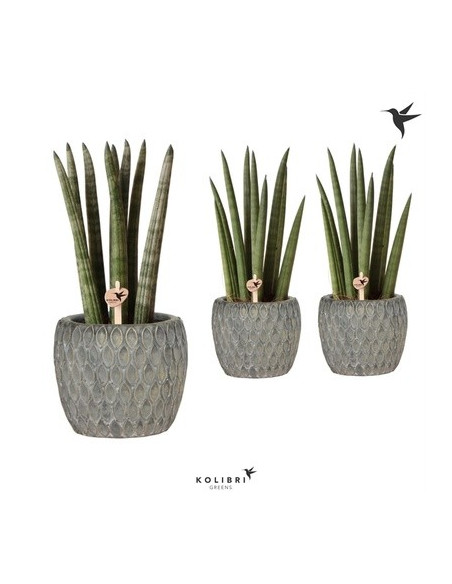 Vendita Sanseveria Grey Marrakesh Pot-Piante Verdi|Vivaio Mondo Piante