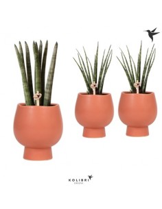 Pianta Sansevieria...