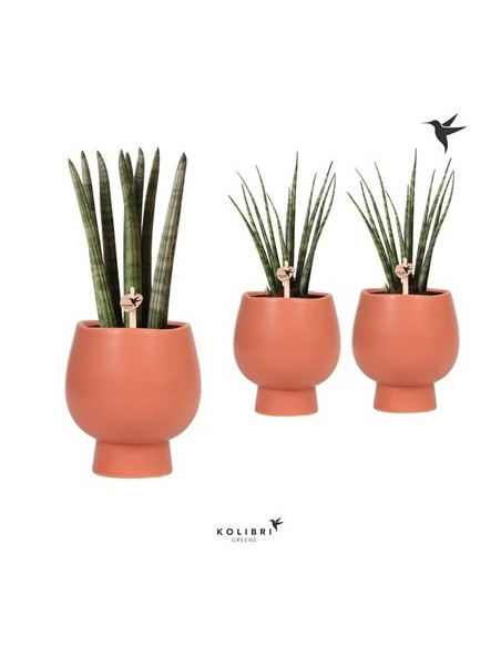 Vendita Pianta Sanseveria Scandic Pot-Piante Verdi|Vivaio Mondo Piante