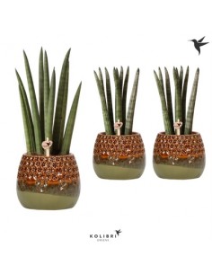 Pianta Sansevieria...