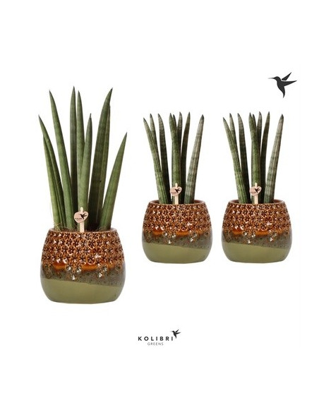 Vendita Pianta Sanseveria Amazon Pot-Piante Verdi|Vivaio Mondo Piante