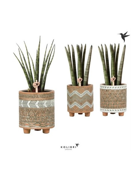 Vendita Pianta Sanseveria Binti Pot-Piante Verdi|Vivaio Mondo Piante