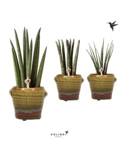 copy of Sanseveria Plant...