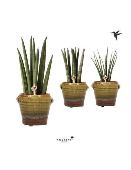 Sanseveria Plant Sale - Green Plants | Vivaio Mondo Piante