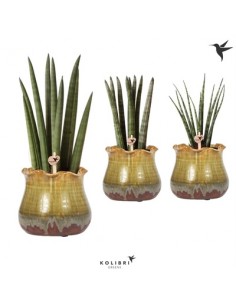 copy of Sanseveria Plant...