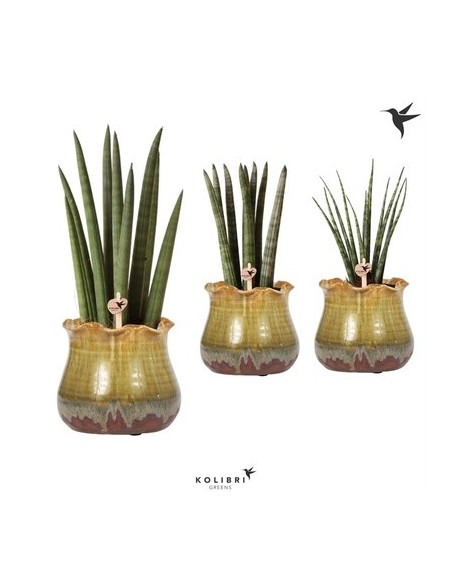 Vendita Sanseveria Colourdip Wave Pot-Piante Verdi|Mondo Piante