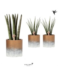 Pianta Sansevieria...