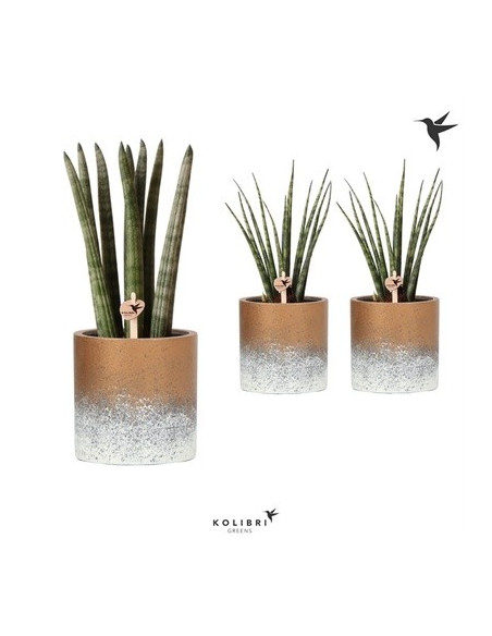 Vendita Pianta Sanseveria Flame Pot-Piante Verdi|Vivaio Mondo Piante