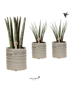 Pianta Sansevieria...