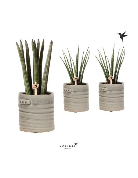 Vendita Pianta Sanseveria in Jug-Piante Verdi|Vivaio Mondo Piante