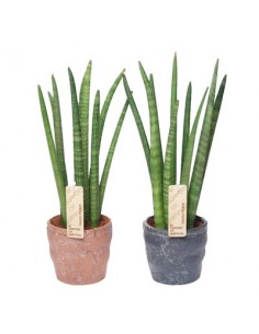 Pianta Sansevieria...