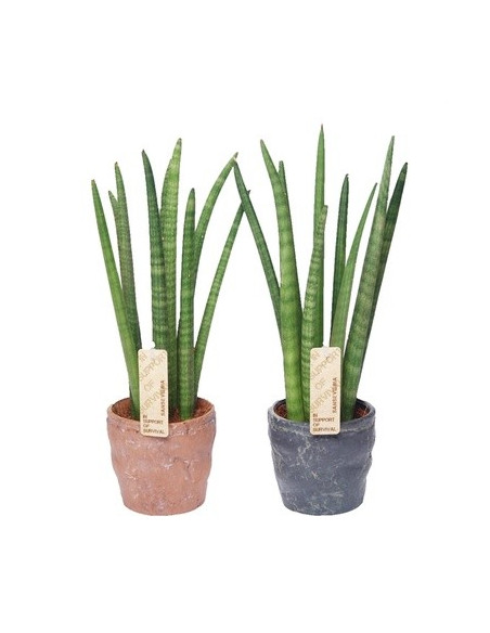 Vendita Pianta Sanseveria Durban pot-Piante Verdi|Vivaio Mondo Piante