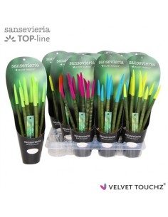 Pianta Sansevieria...