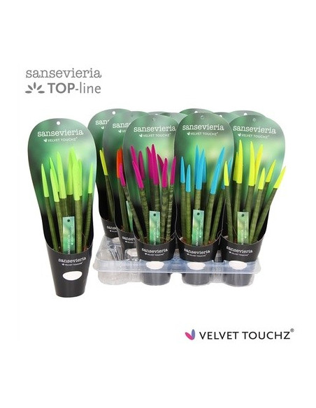 Vendita Sanseveria Spaghetti VelvetTouchz-Piante Verdi|Mondo Piante
