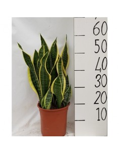 copy of Sanseveria Plant...