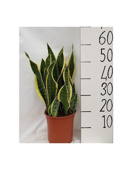Vendita Sanseveria trif. Laurentii-Vaso 21-Piante Verdi|Mondo Piante
