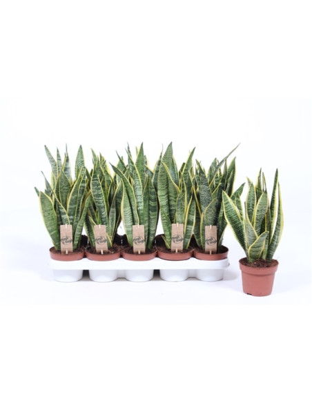 Vendita Pianta Sanseveria Laurentii-Piante Verdi|Vivaio Mondo Piante