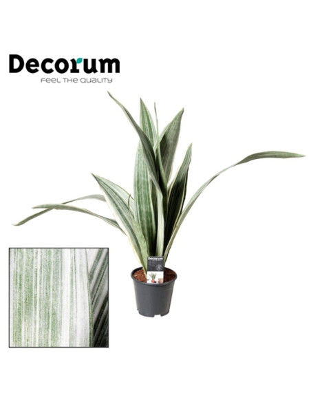 Vendita Pianta Sanseveria Aubrytniana-Piante Verdi|Vivaio Mondo Piante