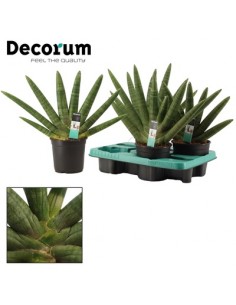 copy of Sanseveria Plant...