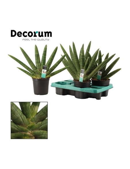 Sanseveria Plant Sale - Green Plants | Vivaio Mondo Piante