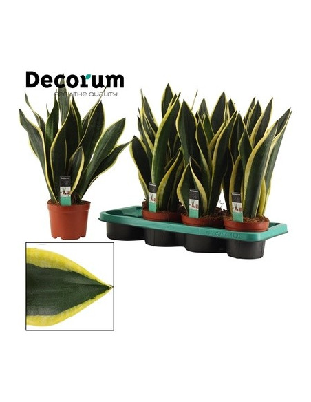 Vendita Sanseveria trif.other Fire Vaso 14cm-Piante Verdi|Mondo Piante