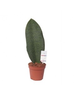 Pianta Sansevieria trif....
